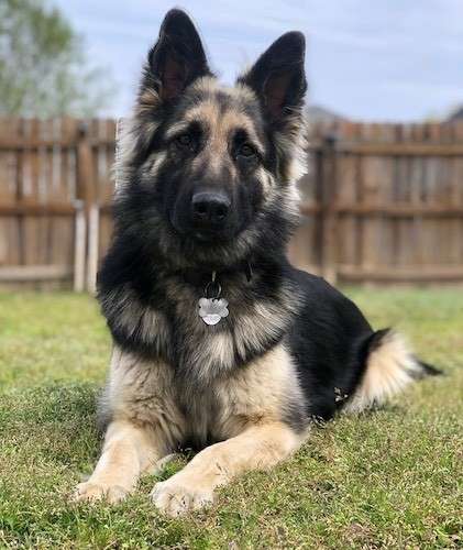 germanshepherdadultdoglayingrassoutside
